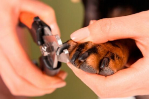 Kiedy potrzebujesz i jak wyciąć przyski psów? Kiedy potrzebujesz i jak wyciąć przyski psów?